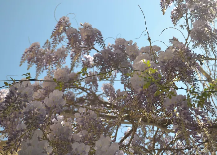 Bed & Breakfast Experience Sorrento