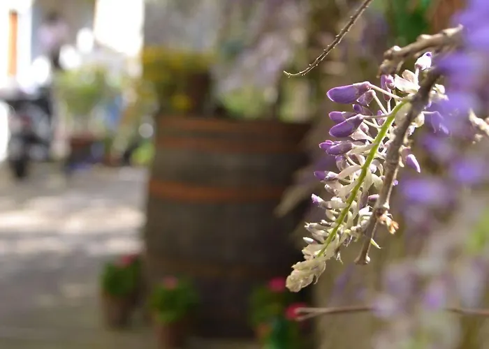 Bed & Breakfast Experience Sorrento