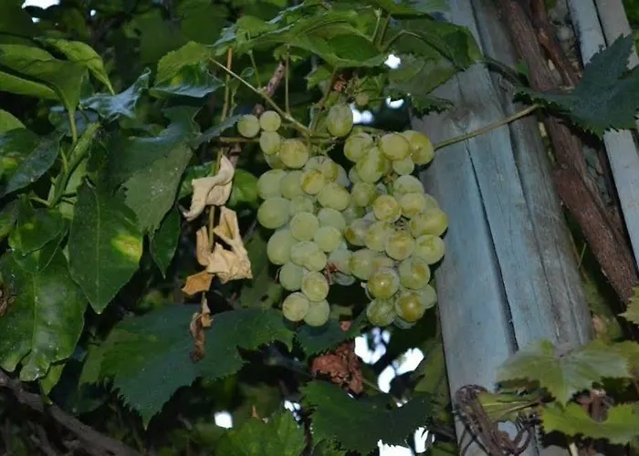 Experience Bed & Breakfast Sorrento