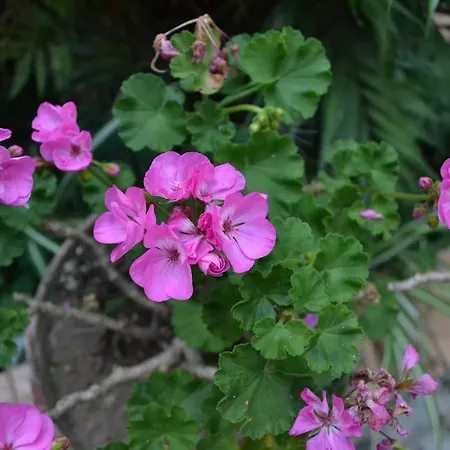 Experience 4* ソレント