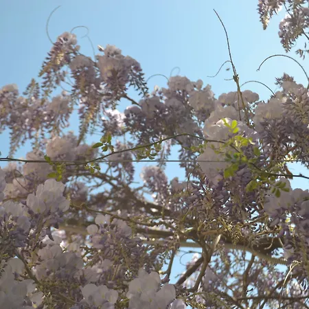 ベッド・アンド・ブレックファスト Experience ソレント