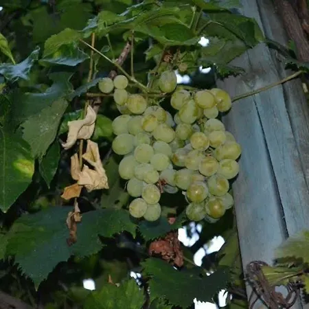 Experience Frühstückspension Sorrent