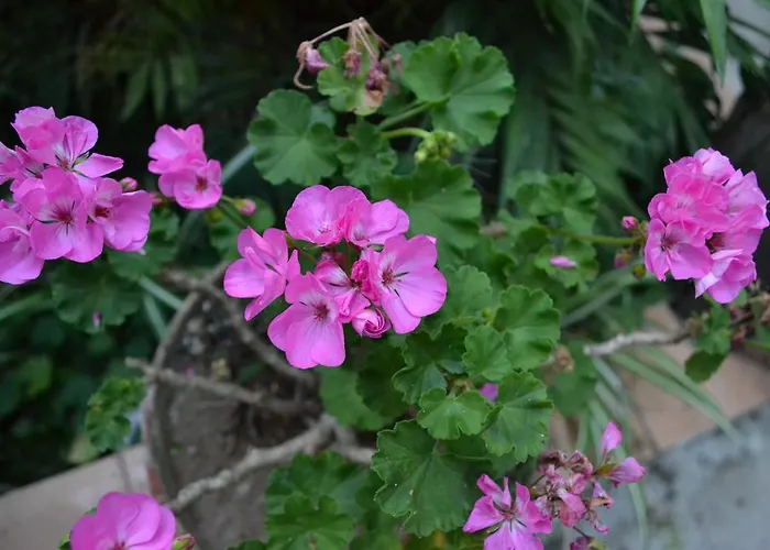 Experience 4* Sorrento